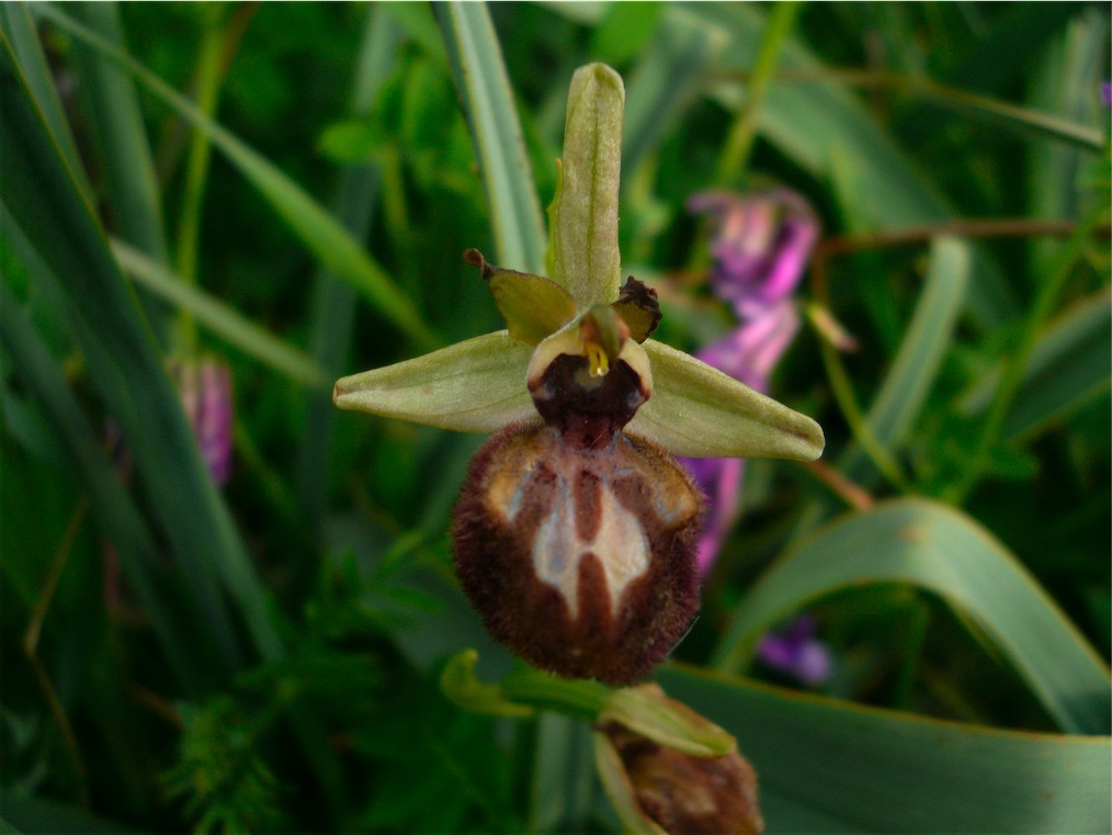 Ophrys, ibridi e Neotinea (?). Ovvero: orchidee cittadine 3
